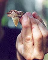 Lizards Shout Against A Noisy Background To Get Points Across