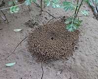 Making 'mulch' ado of ant hills