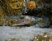 New study exposes negative effects of climate change on Antarctic fish