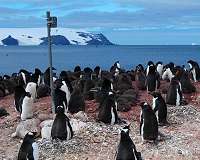 Picky penguins are more vulnerable to impacts of climate change