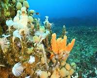 Sea squirts provide insights into gut defense evolution