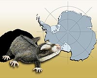 Animal Burrows In Antarctic Tell Of A Much Warmer Past