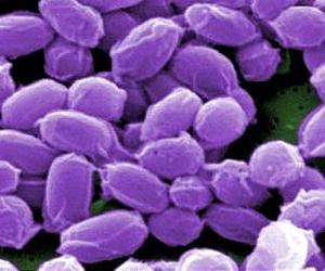 Bioterrorism threat seen in alien species