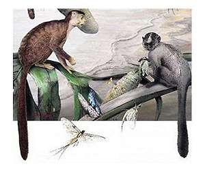 Age Affects All Primates