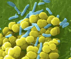 Antibody production gets confused during long-term spaceflight