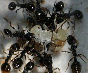 Invasive ants said a more serious global threat than thought