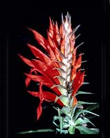 Historic Plant Type Specimens To Go Digital