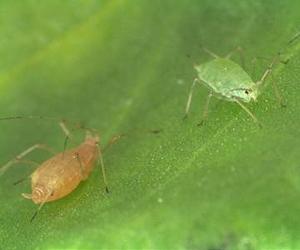 Variety is the spice of life for animal movement