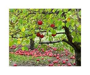 Canada apple farmer fights frost with helicopter