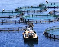 Denmark halts aquaculture development over environment concerns