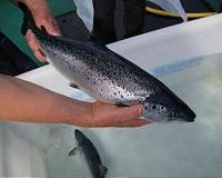 China imposes new curbs on Norway salmon imports