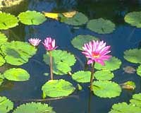 Aquatic Plants Offer Cheap Method To Treat Wastewater