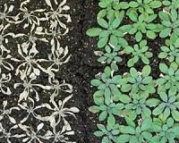 Scientists reveal underpinnings of drought tolerance in plants