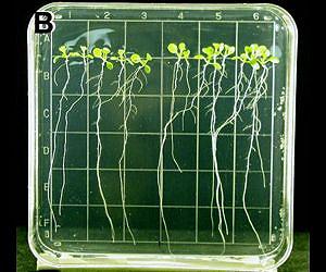 ISS Boosting Biological Research in Orbit
