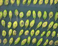 Plants use a molecular clock to predict when they'll be infected