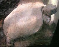 Rare turtle seen in wild for first time: conservation group
