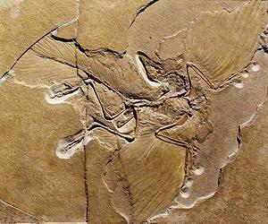 Winged dinosaur Archaeopteryx dressed for flight
