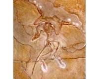 Ancient Birds Flew On All-Fours