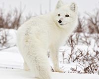 Polar bear, arctic fox, caribou hurt by climate change