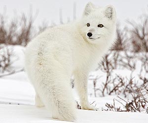 Will changes in climate wipe out mammals in Arctic and sub-Arctic areas?