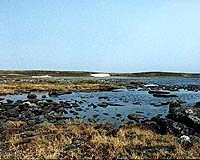 Alaska Scientists Find Arctic Tundra Yields Surprising Carbon Loss