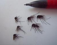 Arctic mosquitoes thriving under climate change, Dartmouth study finds