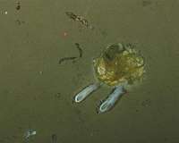 Life on the floor of the Arctic Ocean, with rigor and in detail