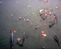 Exceptional view of deep Arctic Ocean methane seeps