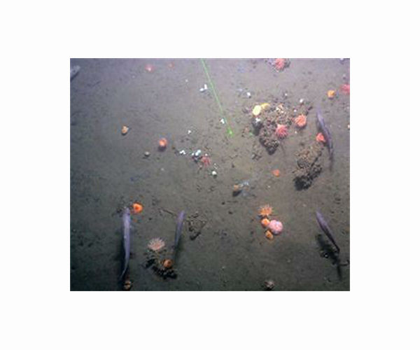 Arctic sponges leave trails of spicules along the ocean floor