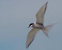 Cryptochrome protein helps birds navigate via magnetic field
