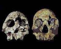 Oldest Hominid Skeleton Provides New Evidence For Human Evolution
