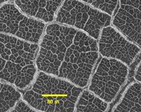 Patterns In Mars Craters Give Picture Of Drying Lakes