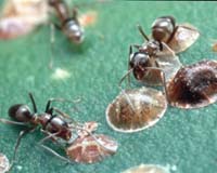 California Scientists Find Natural Way To Control Spread Of Destructive Argentine Ants
