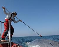 Blue whales forage efficiently to maintain massive body size