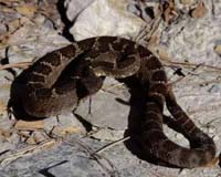 Seeing The Serpent