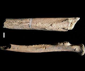 Discovery of partial skeleton suggests ruggedly built, tree-climbing human ancestor