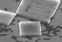 Armored Microbes Could Lead to New Biochips