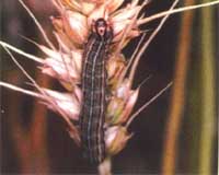 Crop-eating caterpillars 'worse' than army worms: Liberia
