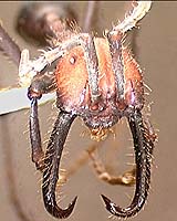 Army Ants Have Defied Evolution For 100 Million Years