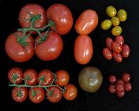 Species of bush tomato a reminder that gender, sexuality are fluid
