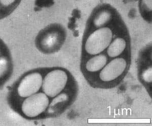 US space agency finds new form of life... on Earth
