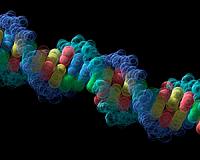 Scientists confirm second layer of information in DNA