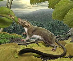 Largest-ever study of mammalian ancestry completed by renowned research te