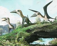A rare small specimen discovered from the age of flying giants