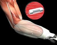 Robotics engineers design actuators inspired by muscle