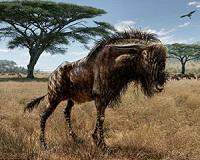 Ancient wildebeest-like animal shared 'bizarre' feature with dinosaur