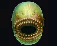 Bag-like sea creature was humans' oldest known ancestor
