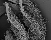 Transgenic plants against malaria