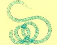 Microbiomes could hold keys to improving life as we know it