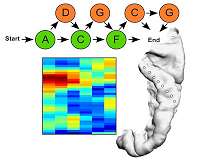 What comes next - how the brain predicts speech